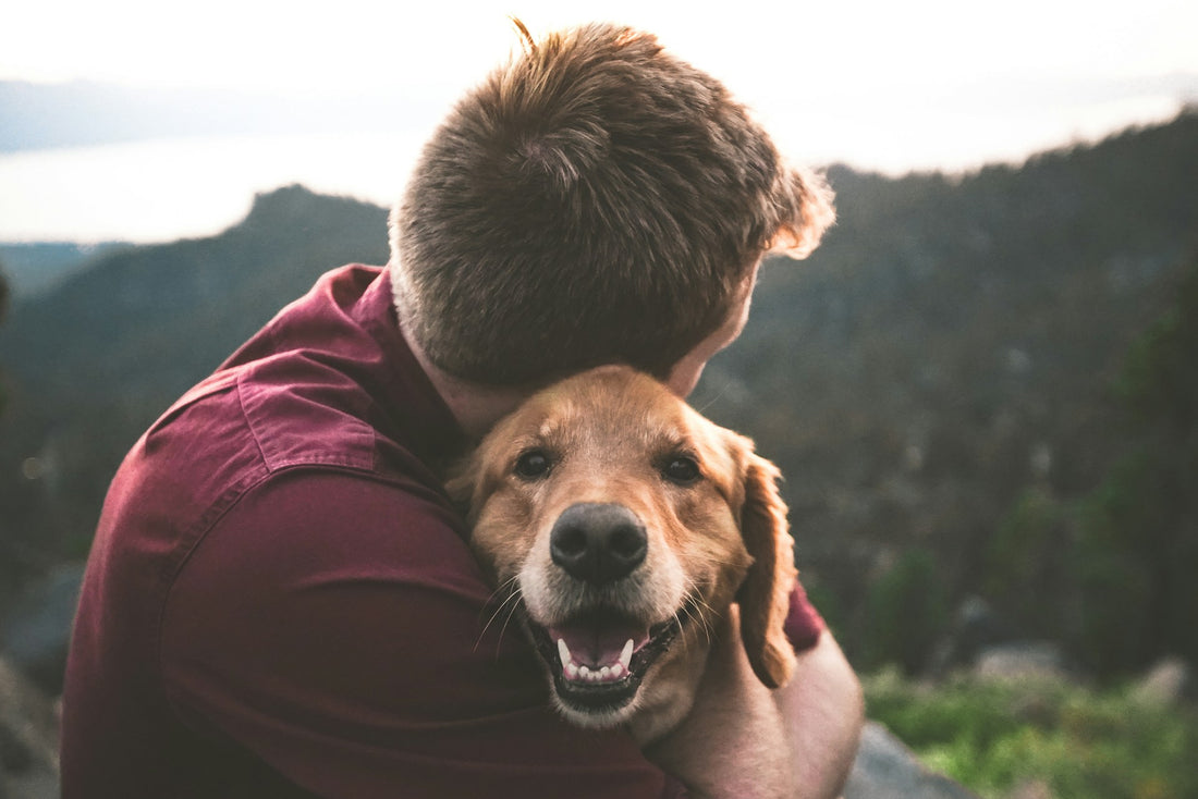 Dog Memorial Quotes to Remember Your Furry Friend